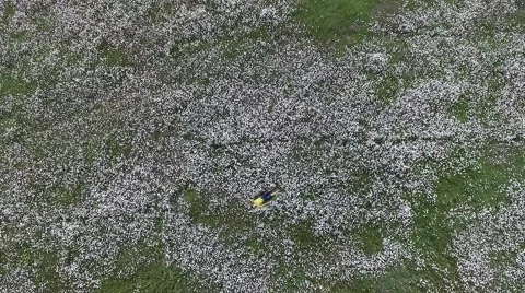 Crimea Chamomile Field Going up and down 動画素材 68214083