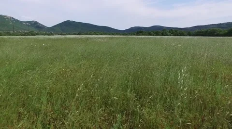 Crimea Chamomile Field Low flight Stock Footage 68214054