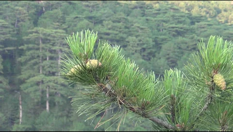 Crimea, mountains 스톡 동영상 28208584