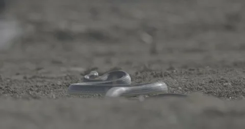 Crimea, snake crawling, summer, snake, yellow-bellied snake poloz Stock Footage 305641525