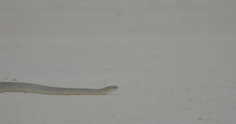 Crimea, snake crawling, summer, snake, yellow-bellied snake poloz Stock Footage 305641625