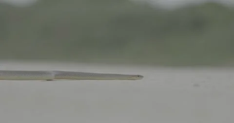 Crimea, snake crawling, summer, snake, yellow-bellied snake poloz Stock Footage 305641629