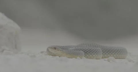 Crimea, snake crawling, summer, snake, yellow-bellied snake poloz Stock Footage 305641655