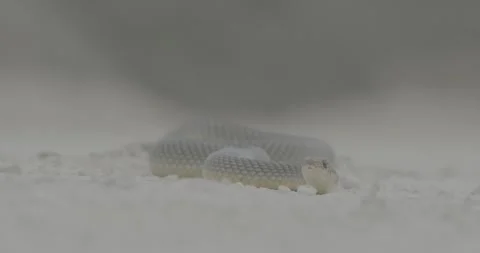 Crimea, snake crawling, summer, snake, yellow-bellied snake poloz Stock Footage 305641682