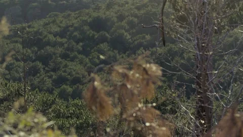 Crimea, Yalta 스톡 동영상 236837679