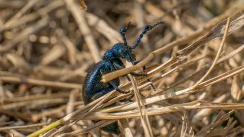 Crimean  beetle Фото
