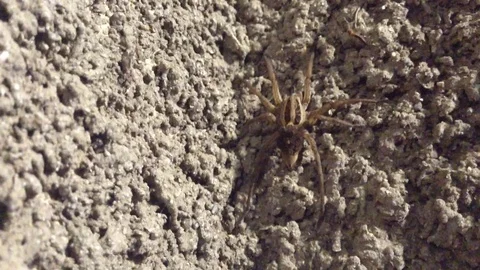 Crimean Great Spider Lycosa Singoriensis Sits On the Wall Stock Footage 83284853