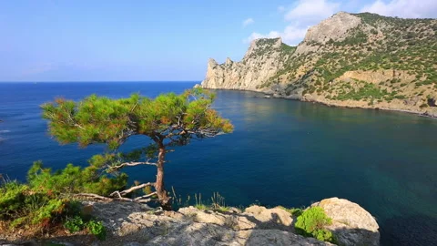 Crimean pine on the coast Stock Footage 96738527