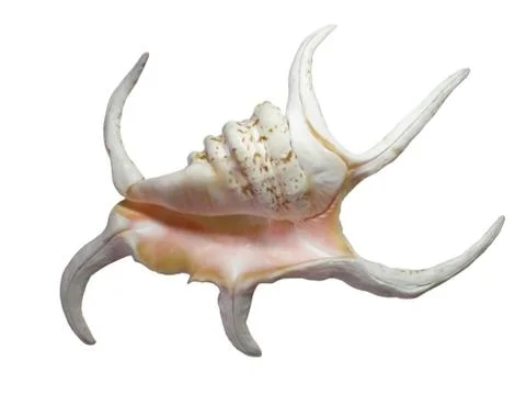 Crimean shell on a white background Stock Photos