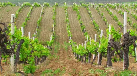Crimean vineyards. Stock Footage 5505586