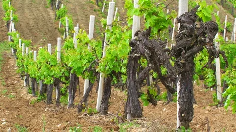 Crimean vineyards. Video stock 5561521