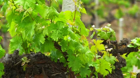 Crimean vineyards. Stock Footage 5565849