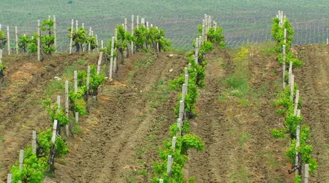 Crimean vineyards. Stock-Footage 5577676