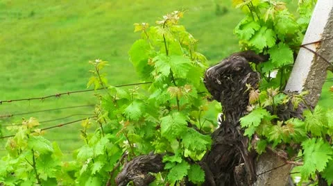 Crimean vineyards. Stock Footage 8969910