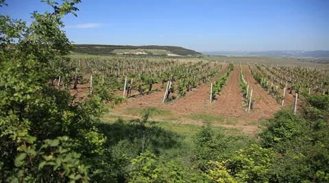 Crimean vineyards. Video stock 10923453