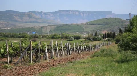 Crimean vineyards. Stock Footage 10935689