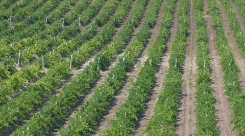 Crimean vineyards. Stock Footage 27210118