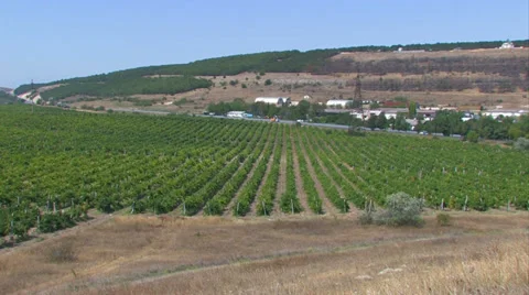 Crimean vineyards. Stock Footage 35997638
