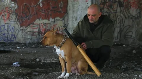 Criminal, pit bull, bat Stock Footage 10877919