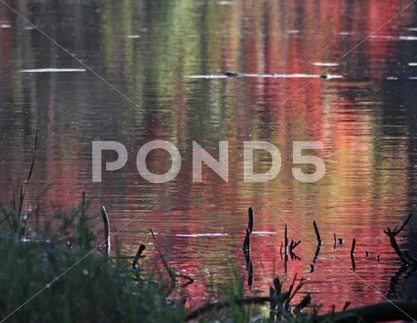 Crimson autumn reflection Stock Photos