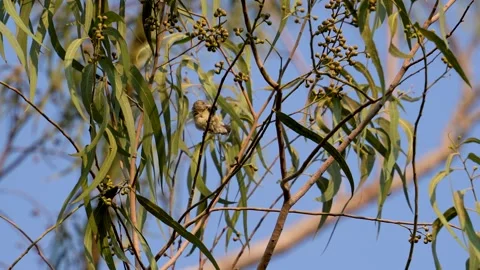 Crimson-backed Sunbird Stock Footage 274371684
