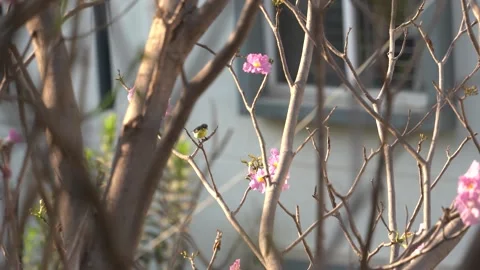 Crimson-backed Sunbird Stock Footage 274371692