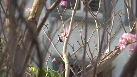 Crimson-backed Sunbird Stock Footage 274371695