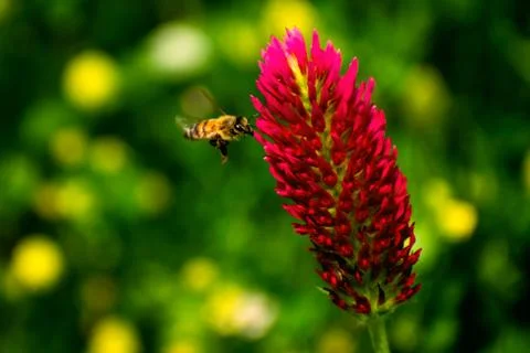 Crimson Bee 库存照片