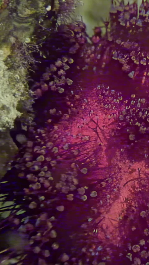 Crimson bloom beneath the surface of the Red Sea Stock Footage 319538140