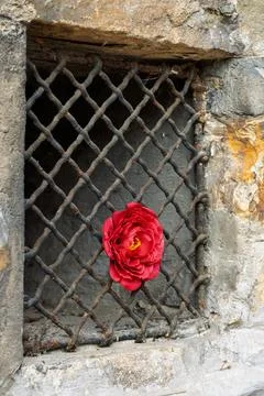 Crimson Bloom on Rusty Grate Stock Photos