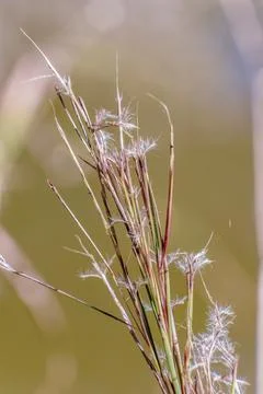 Crimson bluestem in the seeding stage Stock Photos