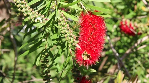 Crimson Bottlebrush Flower Stock Footage 62177151