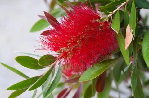 Crimson Bottlebrush 스톡 사진