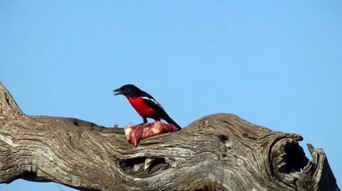 Crimson breasted shrike, namibia Video stock 55587545