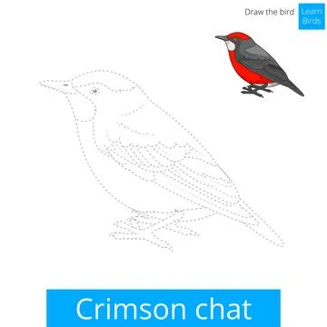 Crimson chat bird learn to draw vector Stock Illustration