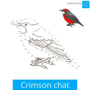 Crimson chat bird learn to draw vector Illustrazione stock