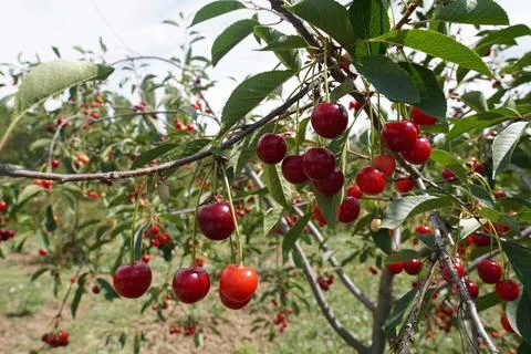 Crimson Cherry Cherry Foto stock