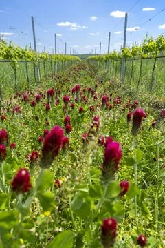 Crimson clover blooming between rows of grapevines in Ivan, Czechia Stock Photos