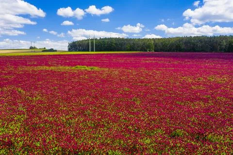 Crimson clover field Stock Photos