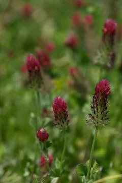 Crimson clover flowers in meadow with shallow depth of field Stock Photos
