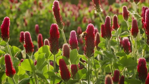 Crimson Clover Stock Footage 237741844