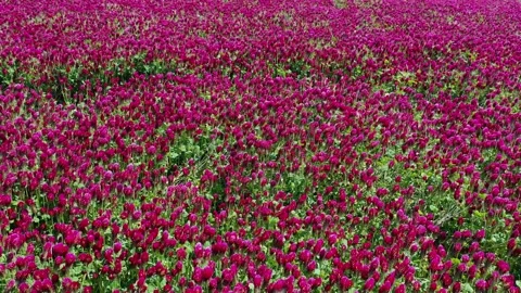 Crimson clover in the wind Stock Footage 140011252