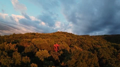 Crimson Crowned Tree Stands Out In Sunset Glow. Sunset Illuminates Lone Red Stock Footage 331121755