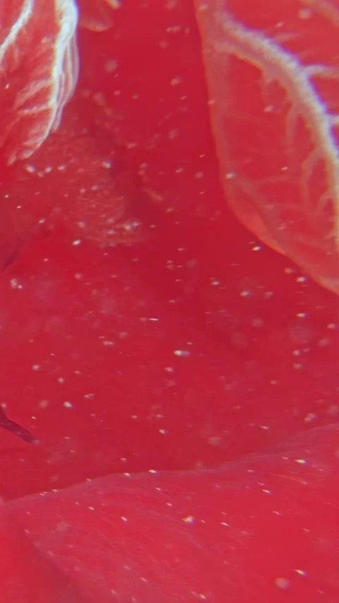 Crimson dance two sea creatures enjoy in the Red Sea, underwater Video stock 314133597