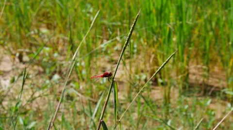 Crimson dragonfly on a stem Stock-Footage 56281547