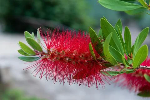 Crimson Elegance: Macro View of Red Bottle Brush Stock Photos