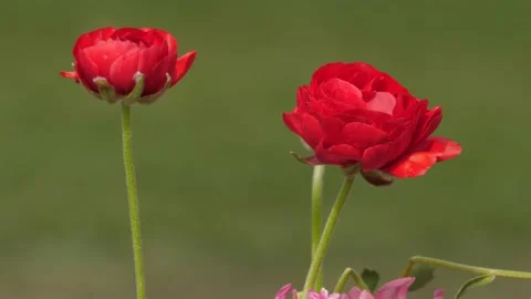 Crimson Elegance: Ranunculus Asiaticus 库存影片 339274528
