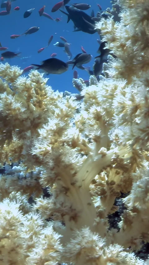 Crimson Fish Darting Through a Luminous Red Sea Soft Coral Paradise Video stock 337500366