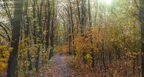Crimson Forest Foto stock