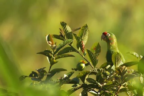 Crimson-fronted Parakeet - Aratinga finschi sitting on tree in tropical mount Stock Photos
